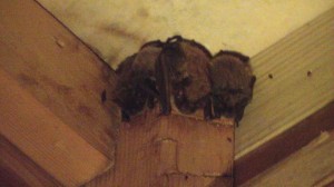 Bats Roosting in Attic