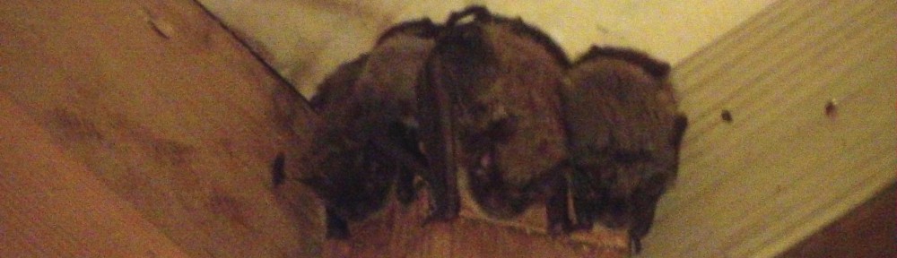 Dane County Bat Removal